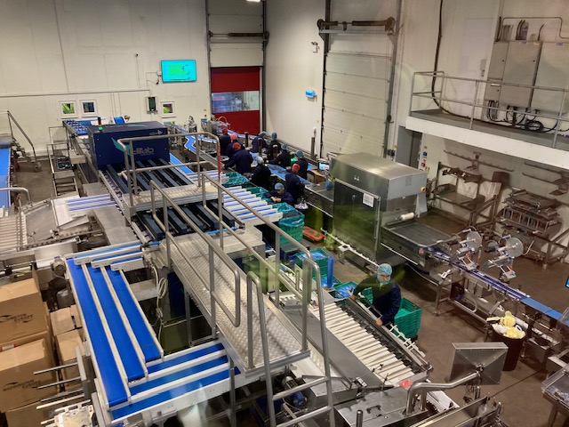 A view of the fruit processing floor at Casleton. Staff work on the line carefully organising and selecting the fruits